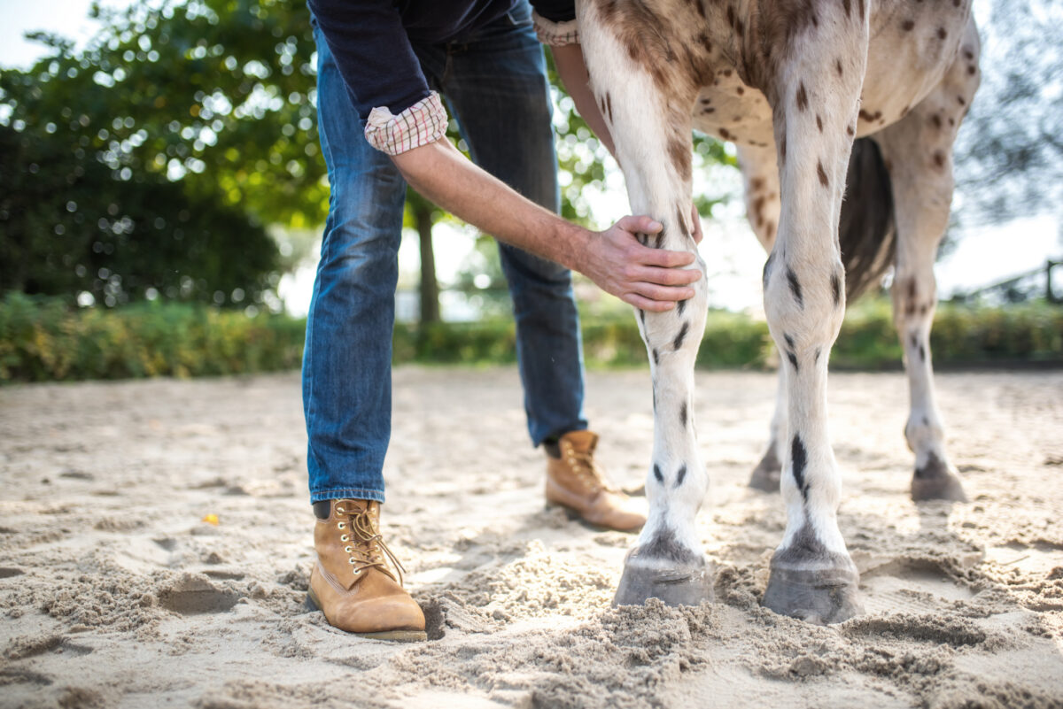 A man feels an appaloosa horse's leg for heat and pain, lameness
