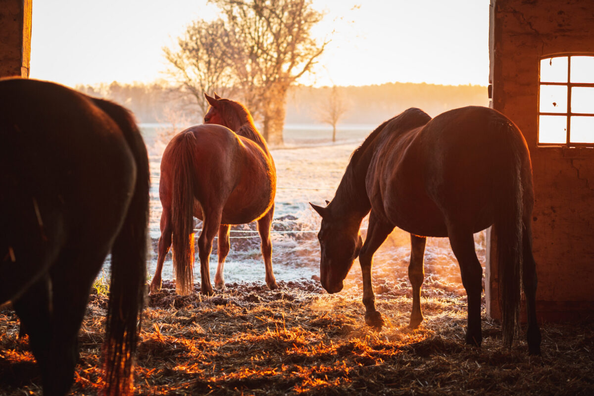 horses in the entry way to a barn on a cold winter day with hay