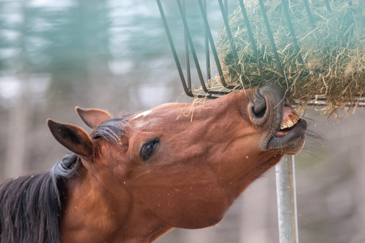 schedule a horse dental exam before winter so your horse can chew and digest hay properly, like this bay horse eating hay from a hay rack.