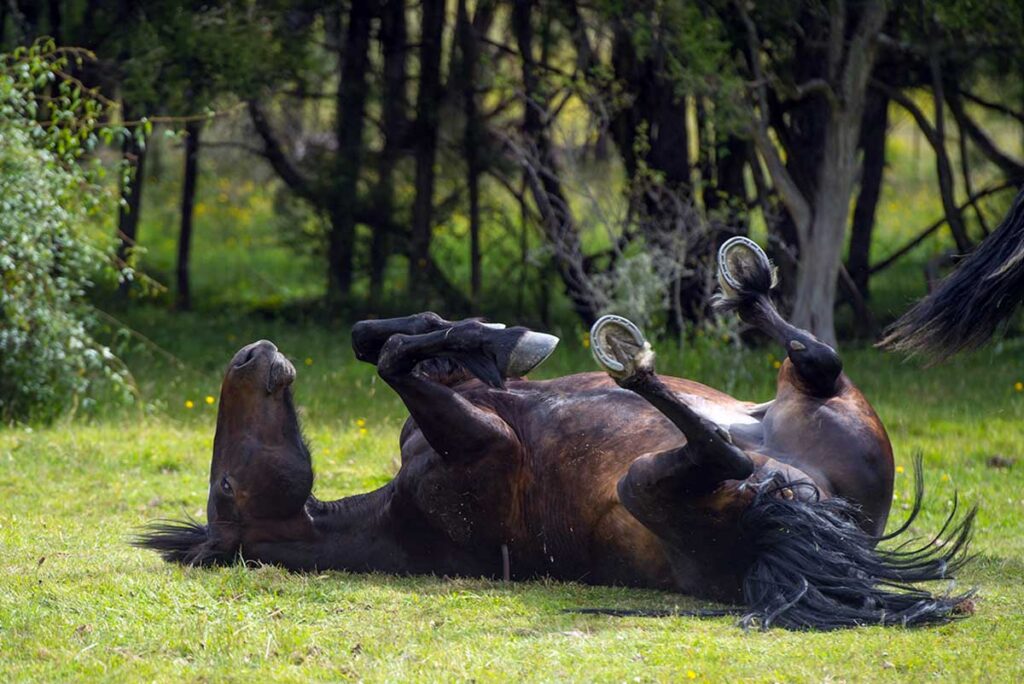 why do horses roll? a dark bay horse rolls in the grass.