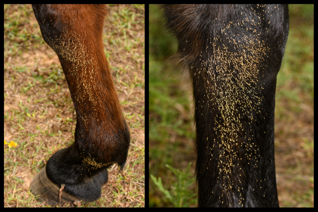 bots in horses on a bay horse's lower legs