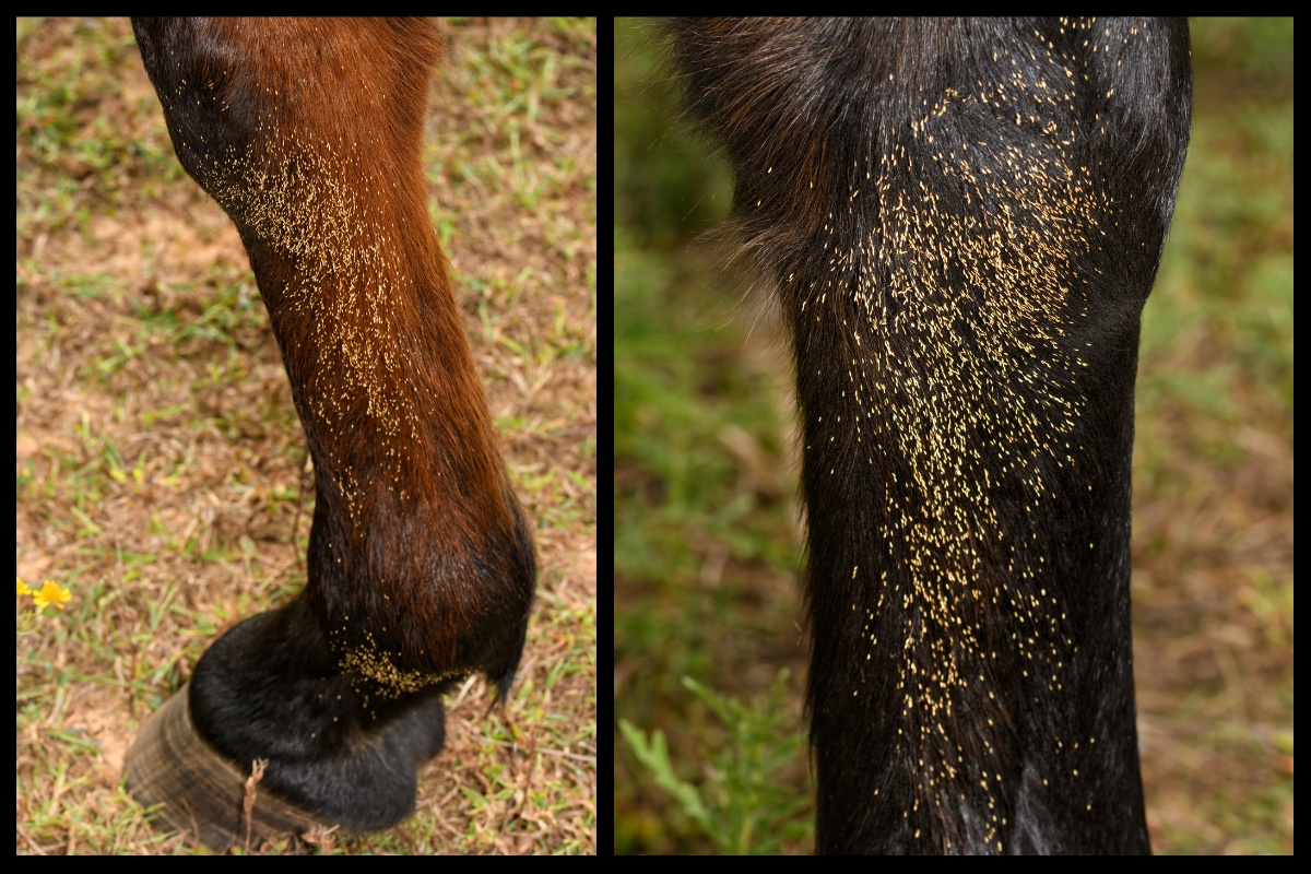 bots in horses on a bay horse's lower legs