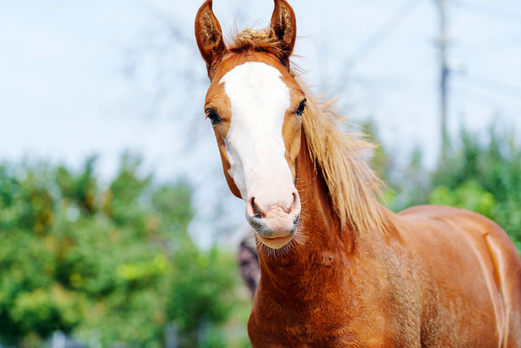 A chestnut weanling or foal with a bald face, which is one of the common horse face and leg markings