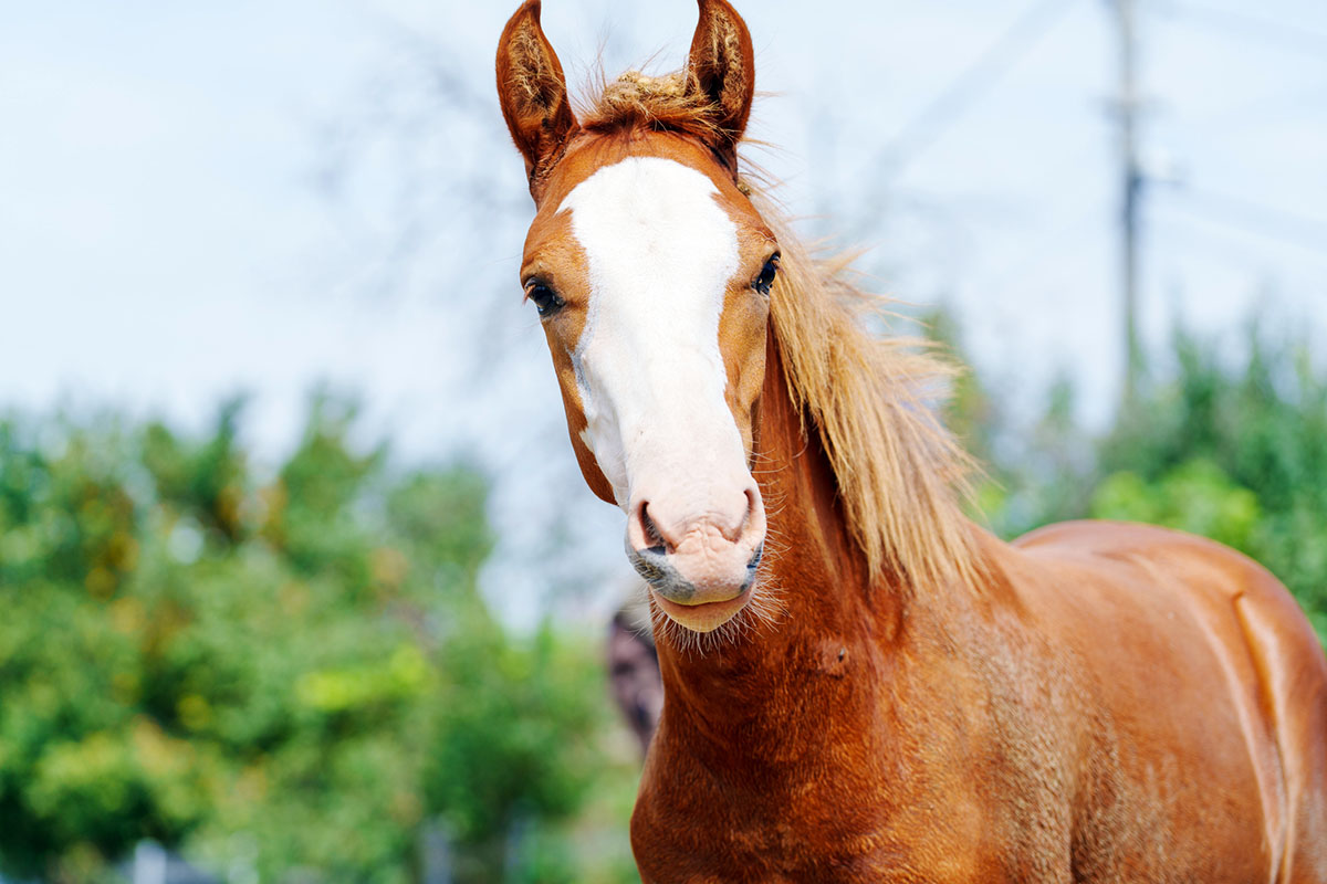 A chestnut weanling or foal with a bald face, which is one of the common horse face and leg markings