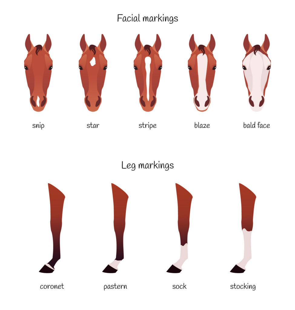 An illustration of common horse face and leg markings